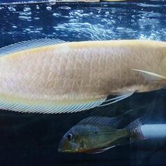 ✨超美レア✨大幅値下げ‼️                                       プラチナアルビノシルバーアロワナノーテール