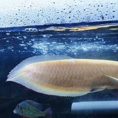 ✨超美レア✨大幅値下げ‼️                                       プラチナアルビノシルバーアロワナノーテール