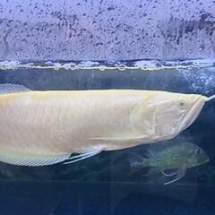 ✨超美レア✨大幅値下げ‼️                                       プラチナアルビノシルバーアロワナノーテール