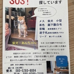 氷川町周辺で犬を探しています！