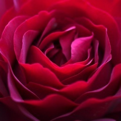 5/17フラリエで開催・「薔薇を撮る」初心者向け写真教室・アート...