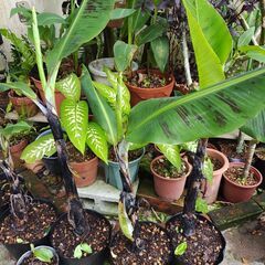 【値下げ】植物【三尺バナナ】※残り３本