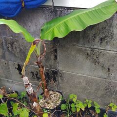 【チャロ様予約】【値下げ】植物【島バナナ】