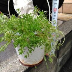 多肉植物　セダム飾り