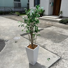 フェイク　観葉植物🪴　フェイクグリーン　鉢（白）