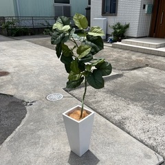 フェイク　観葉植物🪴　造花　ウンベラータ