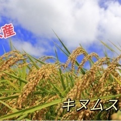 米　キヌムスメ　玄米　30キロ