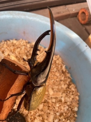 ヘラクレス 外国産カブトムシ 3匹セット