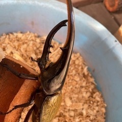 ヘラクレス 外国産カブトムシ 3匹セット