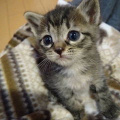 赤ちゃん猫4匹　かわいいキジトラちゃん