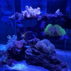 海水水槽　海水魚　サンゴ　