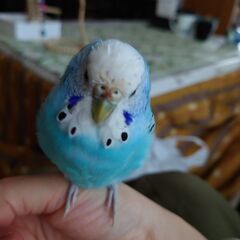 インコを探しています