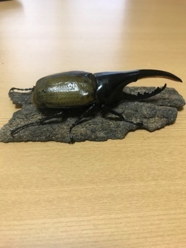 DHヘラクレス トリオ 新成虫