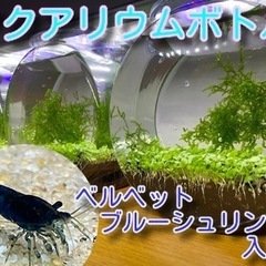 アクアリウムボトル♪【ベルベットブルーシュリンプ入り】⑥