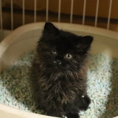 （里親さんが決まりました）生後２か月くらいの長毛オス黒子猫