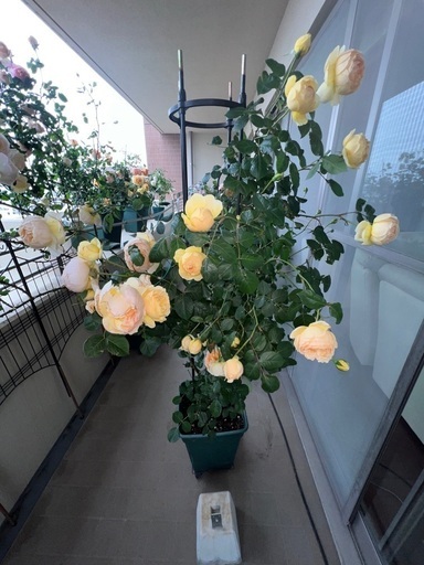 薔薇2.