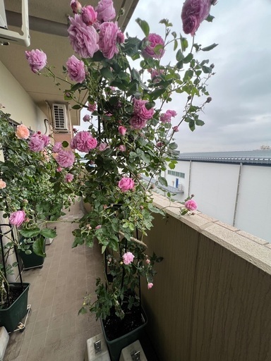 薔薇4