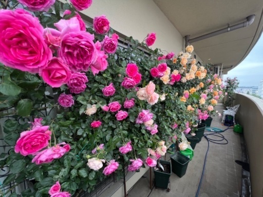 薔薇5