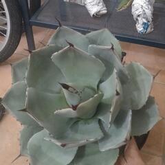 ハンティントン