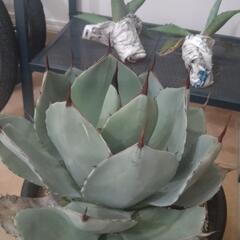 ハンティントン