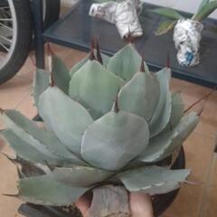 ハンティントン