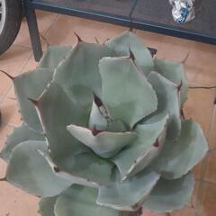 ハンティントン