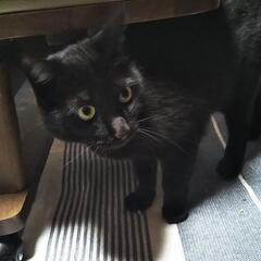 2歳になったばかりの黒猫ちゃん