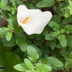 地植えのカラー