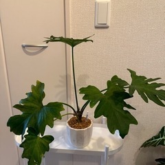 観葉植物　セローム