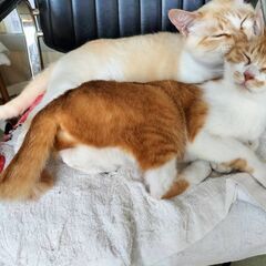 【トライアル中】生後間もない子猫２匹を保護しました【サビ猫ちゃん】 − 福島県
