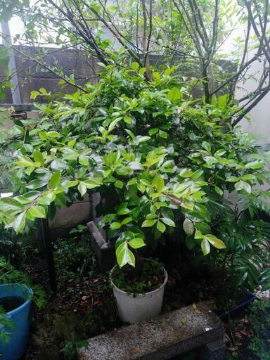 ツバキ　園芸　盆栽　ガーデニング　植木