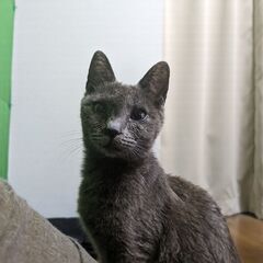 グレーの生後１年ぐらいのメスの子猫ちゃんの里親さん募集