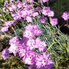 ナデシコ 花 庭の花 植物 ガーデニング ピンクの花 かわいい花...