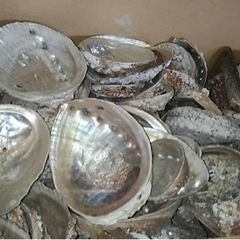 国産兵庫県津居山産　アワビの貝殻　アバロンシェル　約500個