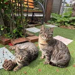 大切に飼っていただける方