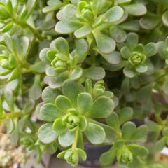 ☆多肉植物　小人の祭　カット苗5本