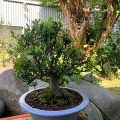 ハマヒサカキ　盆栽