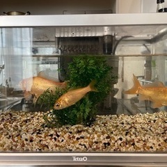 金魚3匹 約40cm水槽付き
