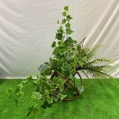 観葉植物　玄関先にいかがでしょうか。