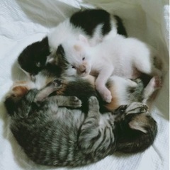 生後約2週間の子猫4匹　里親募集