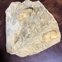 化石　貝