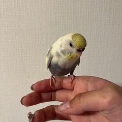 セキセイインコ 10ヶ月のメスを譲ります