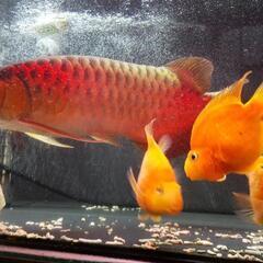 アロワナ　スーパーレッド