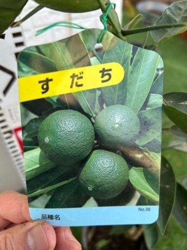 幅広type すだち② 酢橘 苗 苗木2株セット - 通販 - elnasrservices.com