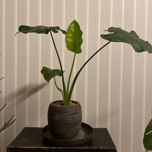 アロカシア クワズイモ 観葉植物 | ptpnix.co.id