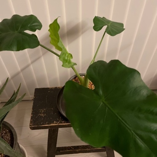 アロカシア クワズイモ 観葉植物 | muniotuzco.gob.pe
