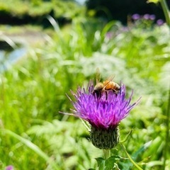 下関市 養蜂場での作業🐝 蜂駆除補助(書類記入、道具準備、撮影)