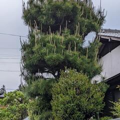 お庭の木の剪定、刈り込み今の時期だから格安サ一ビス!!