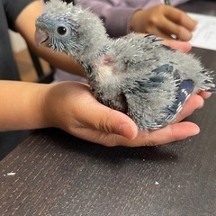 サザナミインコ、モルモット