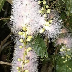 サガリバナ(さわふじ)  3年もの鉢植え🌸🪴　観葉植物